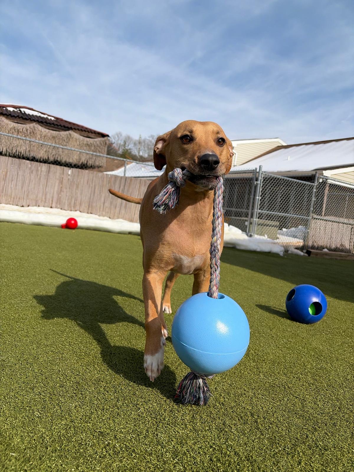 Dog Daycare Enrichment Activities at Happy Tails Pet Resort