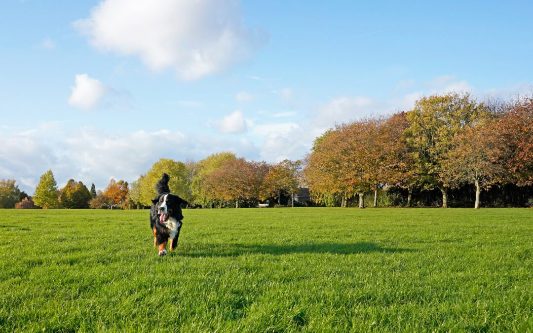 the best pet-friendly parks and outdoor areas in Annapolis