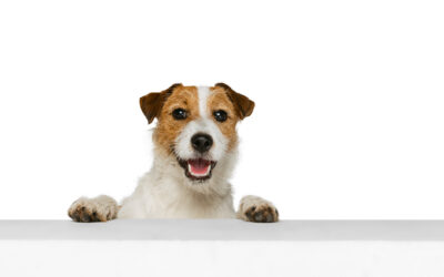 Dog Boarding vs. Pet Sitting in Maryland: Which Is Better?
